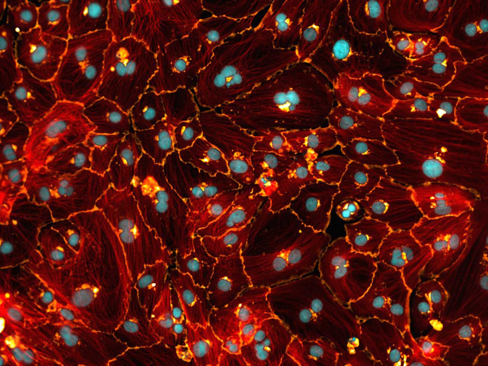 Microscopy image representing cardiomyocyte maturation